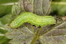 Attēlu rezultāti vaicājumam “Autographa excelsa”