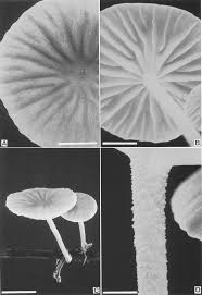 Attēlu rezultāti vaicājumam “Collybia sp.”