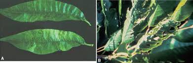 Attēlu rezultāti vaicājumam “Cerasus leaf”