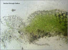 Attēlu rezultāti vaicājumam “Riccia glauca”