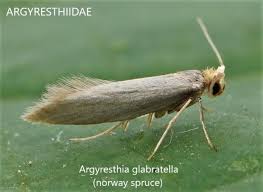 Attēlu rezultāti vaicājumam “Argyresthiidae”