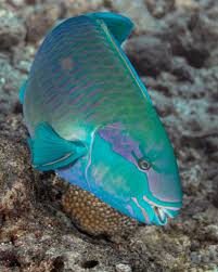 Image result for Chlorurus sordidus