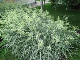 Attēlu rezultāti vaicājumam “Phalaroides arundinacea leaf”