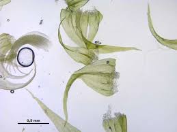 Attēlu rezultāti vaicājumam “Palustriella”