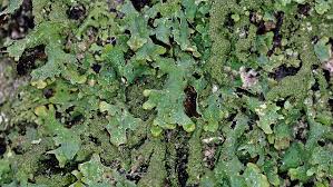 Attēlu rezultāti vaicājumam “Parmelia submontana”