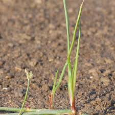 Attēlu rezultāti vaicājumam “Juncus bulbosus fruit”
