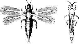Attēlu rezultāti vaicājumam “Thysanoptera”