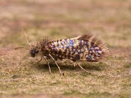 Attēlu rezultāti vaicājumam “Eriocraniidae”