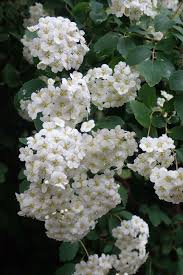 Attēlu rezultāti vaicājumam “Spiraea chamaedryfolia flower”