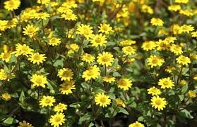 Image result for Sanvitalia procumbens