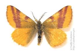 Attēlu rezultāti vaicājumam “Lythria cruentaria”