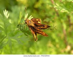 Attēlu rezultāti vaicājumam “Ochlodes sylvanus”