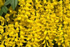Attēlu rezultāti vaicājumam “Laburnum anagyroides flower”