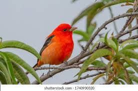 Image result for Piranga olivacea