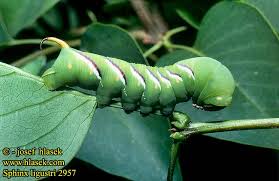 Attēlu rezultāti vaicājumam “Sphinx ligustri”