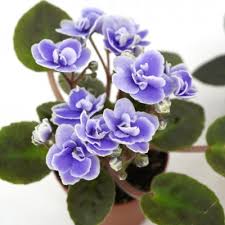 Image result for Saintpaulia ionantha Culitvar