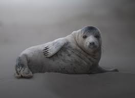 Image result for Halichoerus grypus