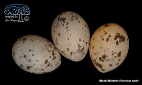 Attēlu rezultāti vaicājumam “Chlidonias niger eggs”