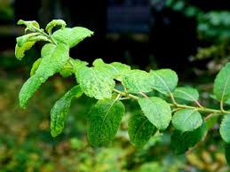 Attēlu rezultāti vaicājumam “Salix aurita”