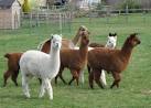 SP9610 : Alpaca at Norcott - via Daymix