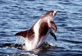 Image result for Lagenorhynchus albirostris