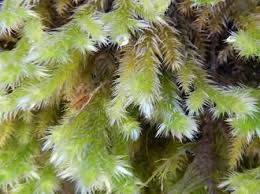 Attēlu rezultāti vaicājumam “Eurhynchium hians”