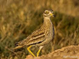 Image result for Burhinus oedicnemus