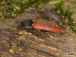 Attēlu rezultāti vaicājumam “Ectinus aterrimus”