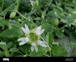Attēlu rezultāti vaicājumam “Silene baccifera fruit”