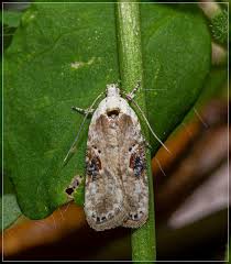 Attēlu rezultāti vaicājumam “Agonopterix ocellana”
