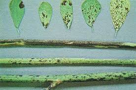 Attēlu rezultāti vaicājumam “Stemonitopsis aequalis var. microspora stalked”