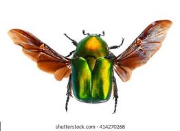 Attēlu rezultāti vaicājumam “Potosia cuprea”