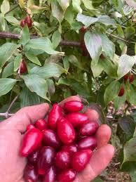 Attēlu rezultāti vaicājumam “Cornus mas fruit”