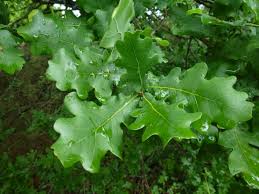 Attēlu rezultāti vaicājumam “Quercus robur Fastigiata leaf”
