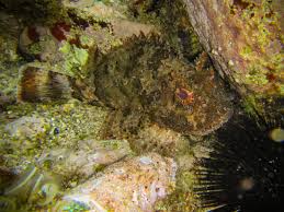 Image result for Scorpaena porcus