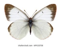 Attēlu rezultāti vaicājumam “Colias palaeno male”