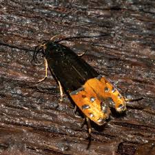 Attēlu rezultāti vaicājumam “Glyphipterigidae”