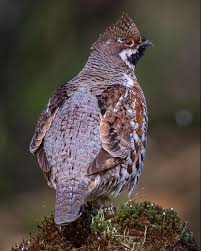 Attēlu rezultāti vaicājumam “Tetrastes bonasia”