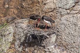 Attēlu rezultāti vaicājumam “Ciconia nigra nest”