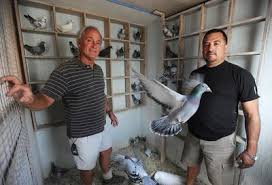 Image result for Abbeyton & Broomfield Racing Pigeons