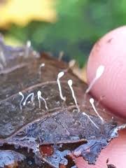 Attēlu rezultāti vaicājumam “Typhula setipes”