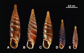 Attēlu rezultāti vaicājumam “Clausiliidae”