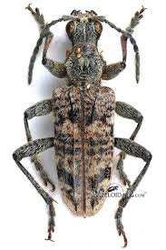 Attēlu rezultāti vaicājumam “Rhagium inquisitor”