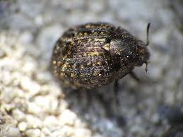 Attēlu rezultāti vaicājumam “Cytilus sericeus”