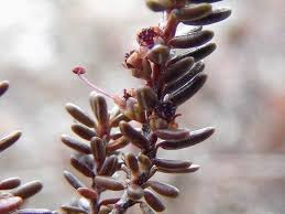 Attēlu rezultāti vaicājumam “Empetraceae”