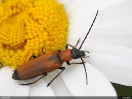 Attēlu rezultāti vaicājumam “Anogcodes melanurus”