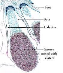 Attēlu rezultāti vaicājumam “Serpoleskea subtilis sporophyte”