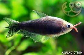 Attēlu rezultāti vaicājumam “Bilimbia tetramera”