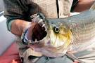 Goliath Tiger Fish: "Evolution on Steroids" in Congo