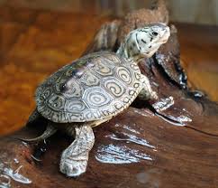 Image result for Malaclemys terrapin